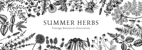 Floral border with herbs and wild flowers. Botanical banner with medicinal plants sketches. Delicate field and meadow wildflowers. Vector illustration on white background. Natural frame engraved style